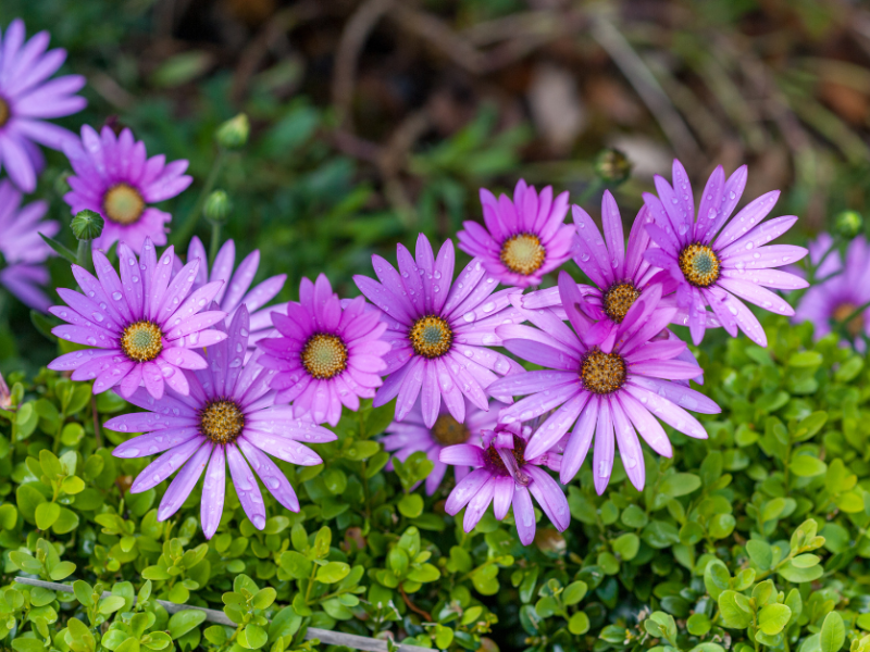 Gerbera Daisy flower