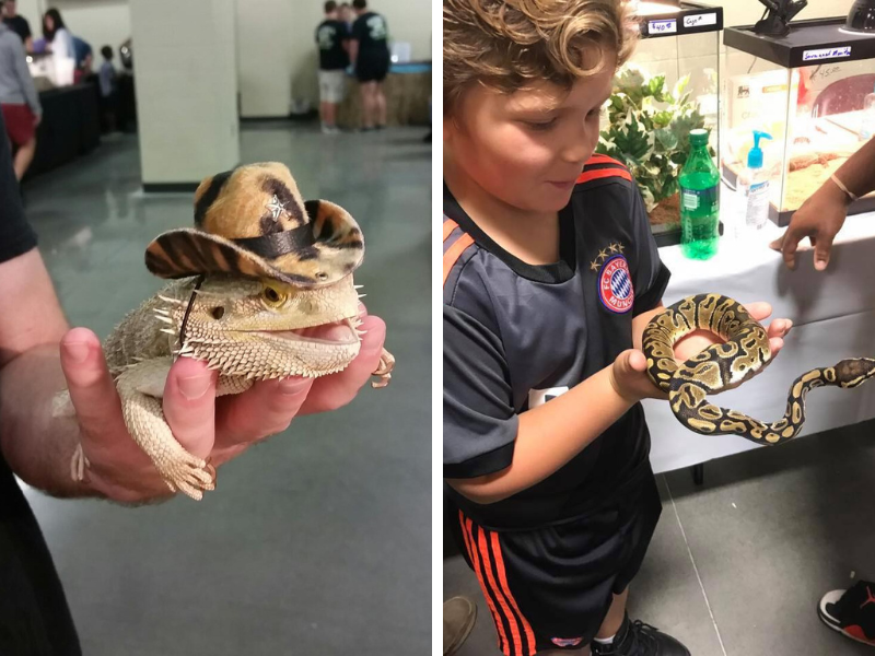 Repticon features a variety of reptile animals