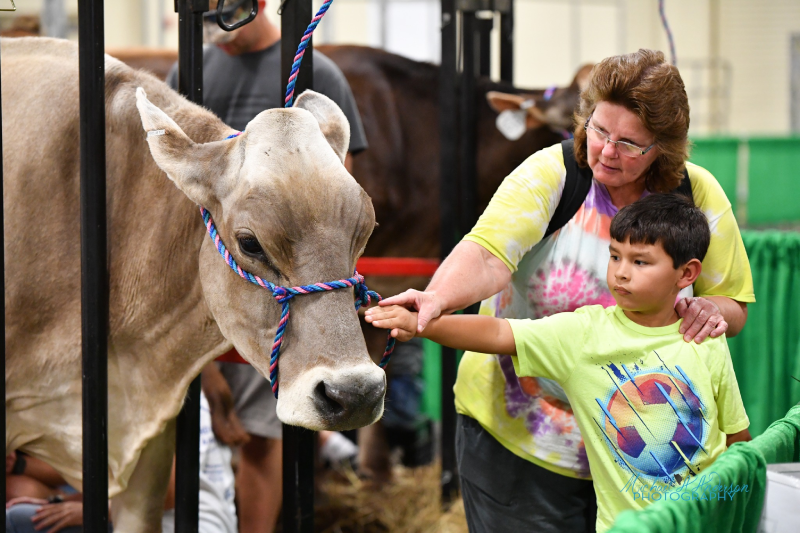 child petting cow