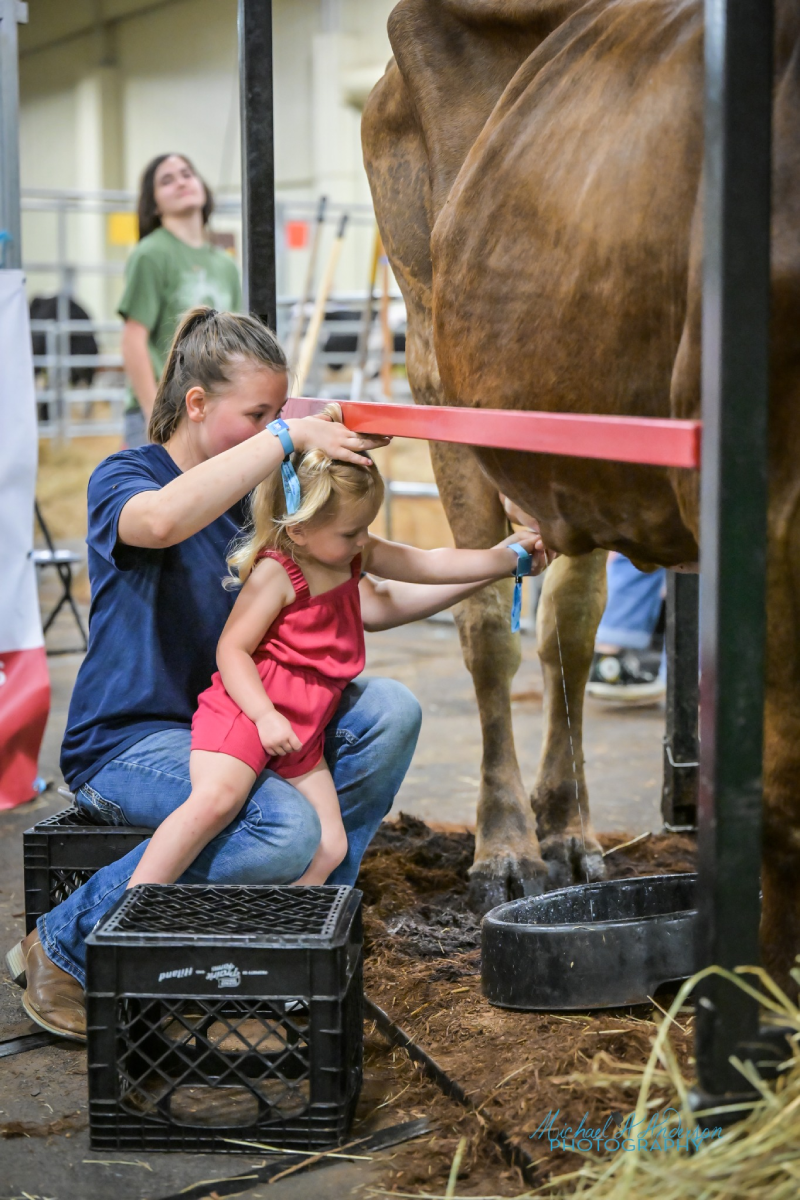 cow exhibit 