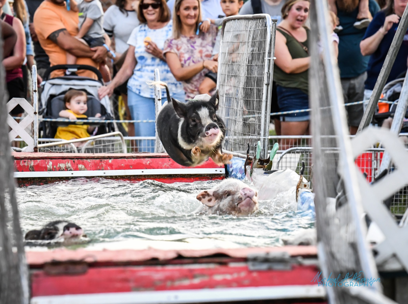 fair pigs jumping into pool of water