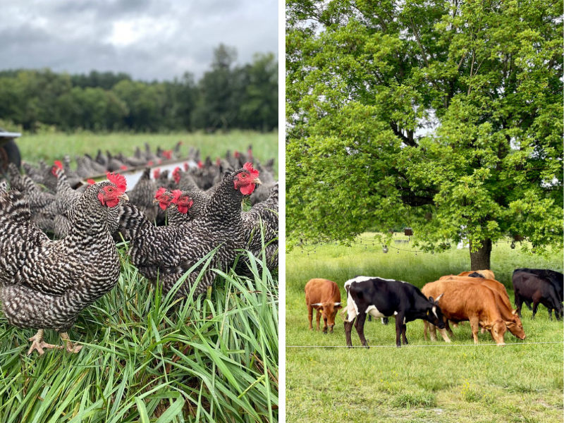 Green Leaf Farms animals