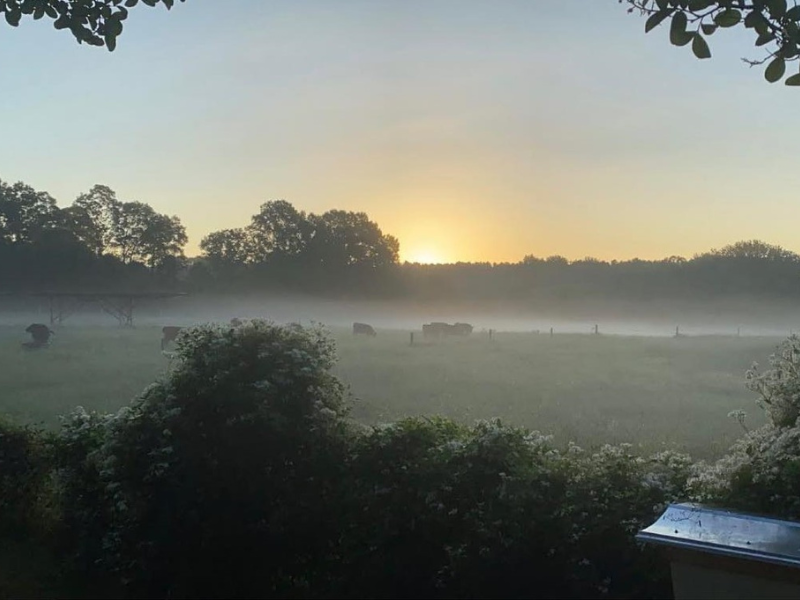 Morning look over cow field at Green Leaf Farms