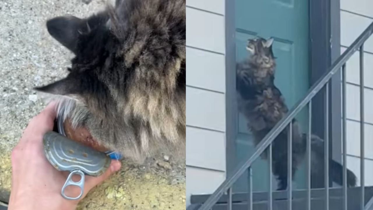 Texas Family Accused of Abandoning Cat After Moving, Leaving Her Searching Outside Former Home