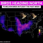 75 Million Birds Detected on Radar Across Texas, Oklahoma, Missouri and the Carolinas as Massive Spring Migration Pushes North