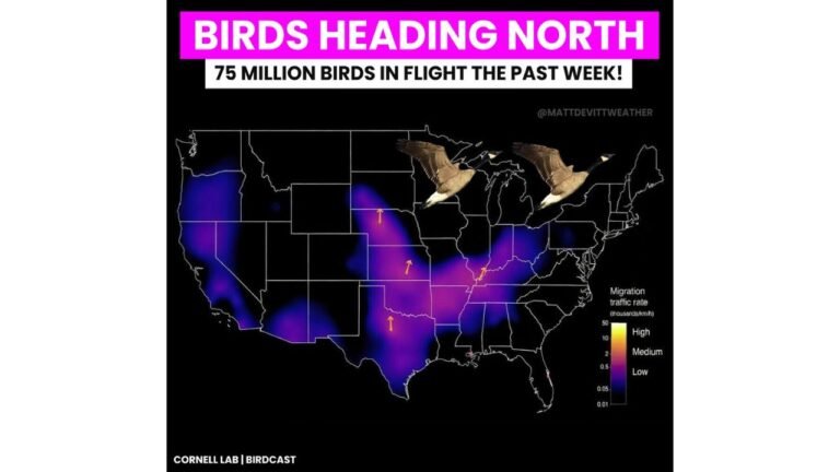 75 Million Birds Detected on Radar Across Texas, Oklahoma, Missouri and the Carolinas as Massive Spring Migration Pushes North
