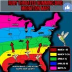 North Carolina’s Ruby-Throated Hummingbirds Typically Arrive March 15–30 as Spring Migration Pushes From Texas and Florida Into the Carolinas