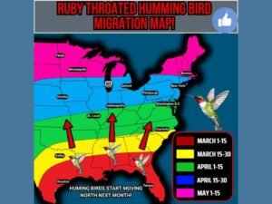 North Carolina’s Ruby-Throated Hummingbirds Typically Arrive March 15–30 as Spring Migration Pushes From Texas and Florida Into the Carolinas